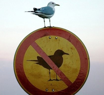 ptak-na-zakazie.jpg